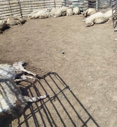 نفوق 43 رأسا من الاغنام بالكرك لأسباب مجهولة