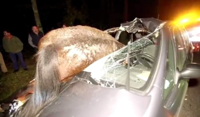 وفاة سيدة دهسها حصان في عمان