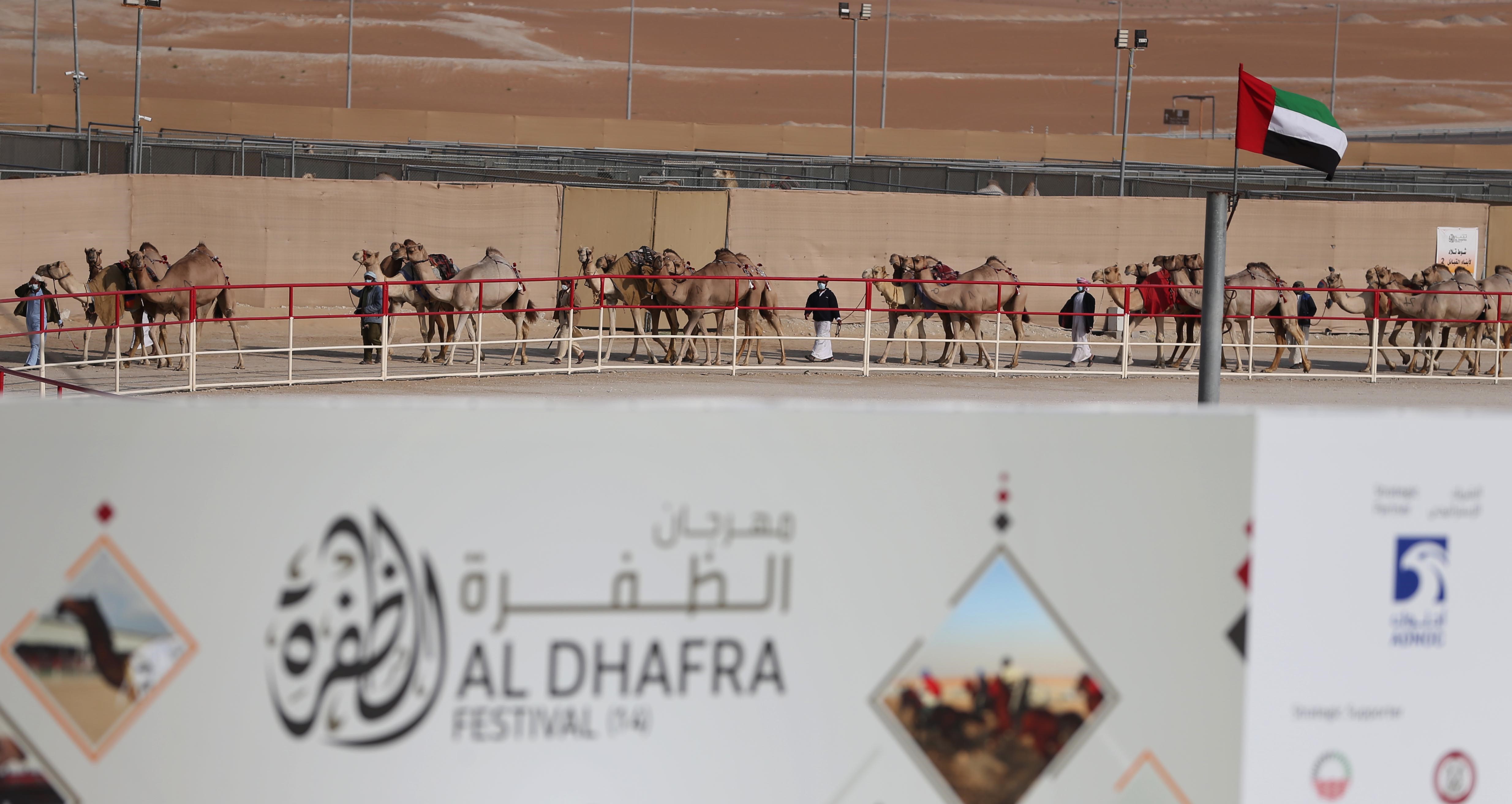 ملاك الإبل في الإمارات ودول مجلس التعاون يؤكدون التزامهم بمعايير المزاينات وجهوزيتهم العالية للمنافسات