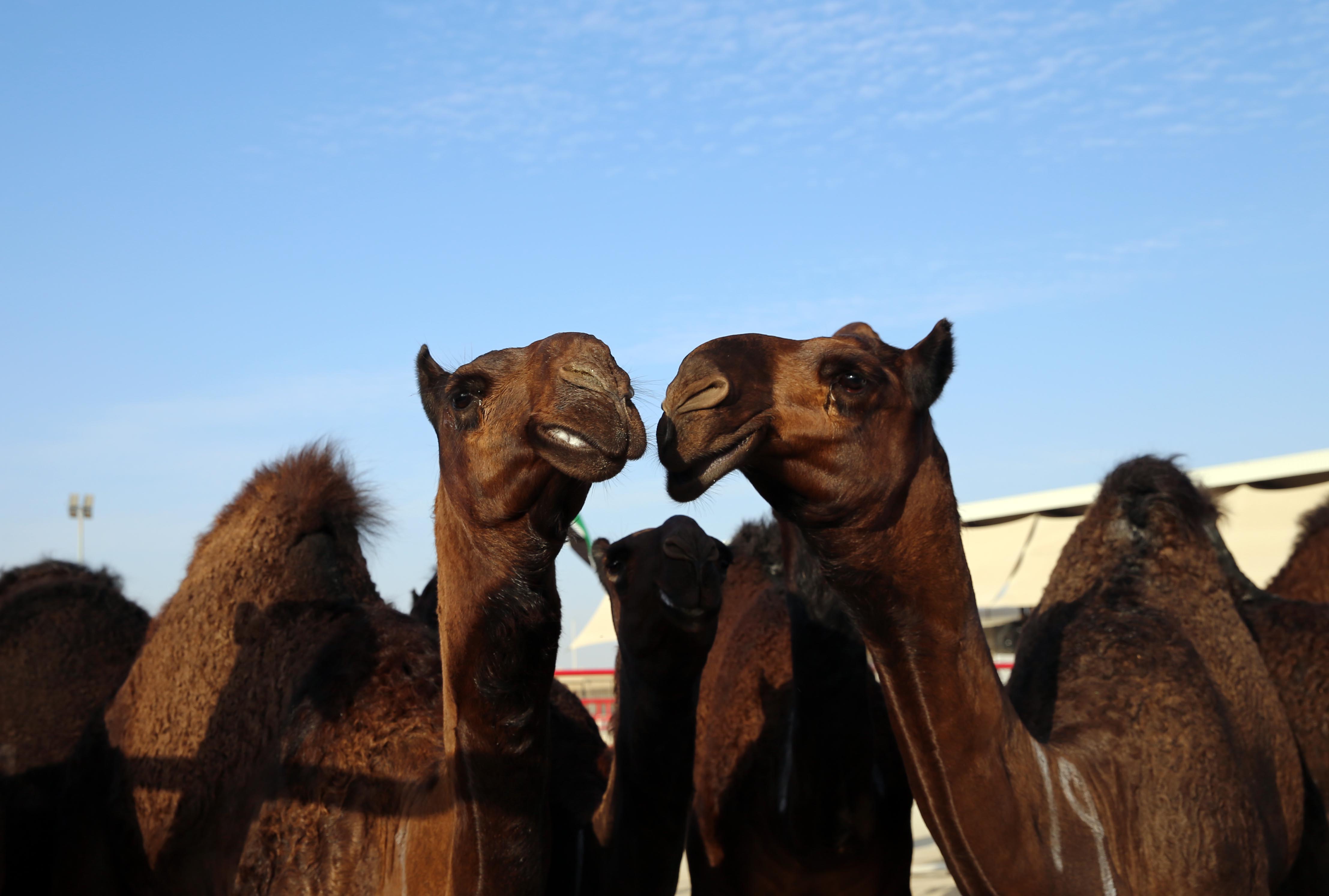 ملاك الإبل في الإمارات ودول مجلس التعاون يؤكدون التزامهم بمعايير المزاينات وجهوزيتهم العالية للمنافسات