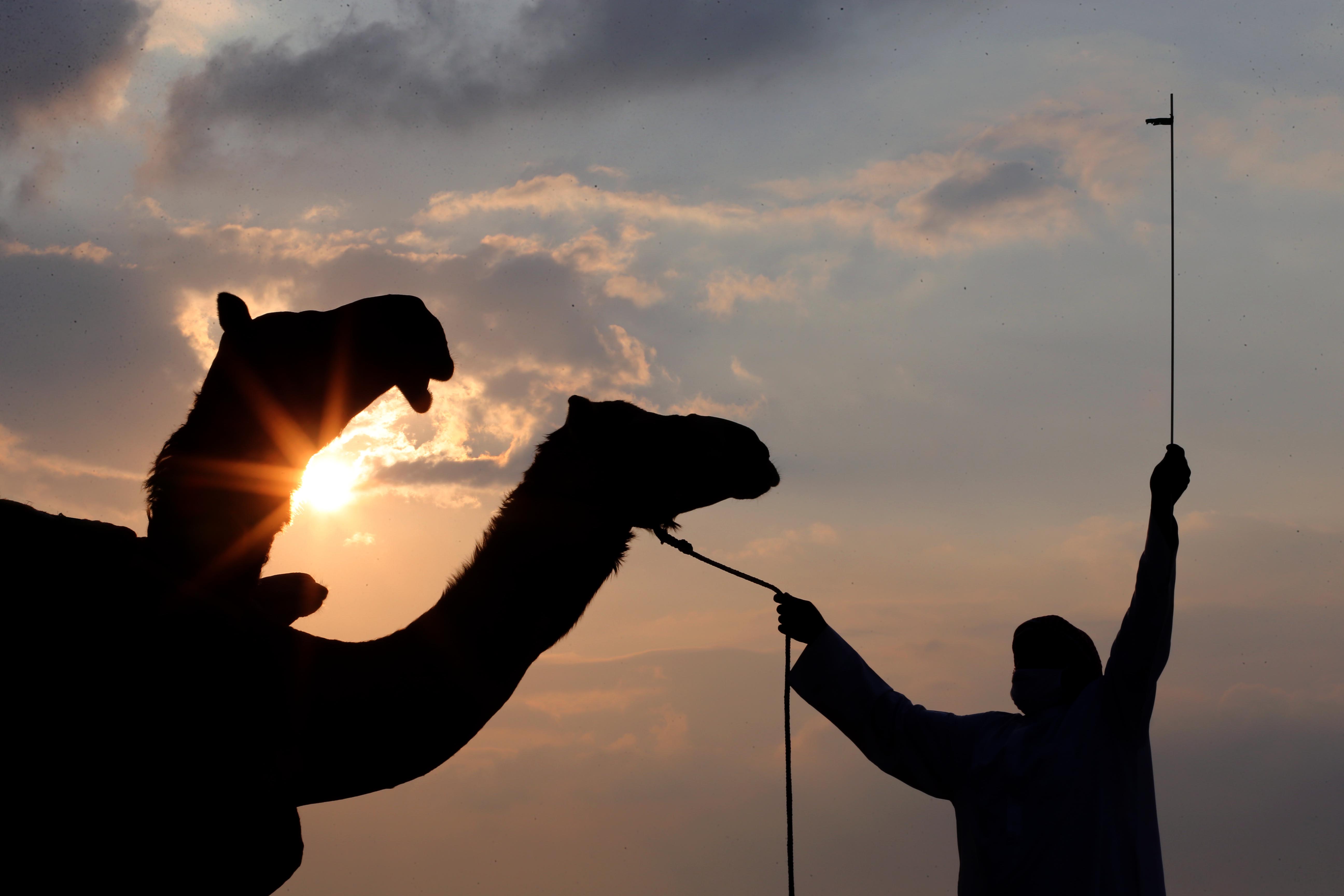 ملاك الإبل في الإمارات ودول مجلس التعاون يؤكدون التزامهم بمعايير المزاينات وجهوزيتهم العالية للمنافسات