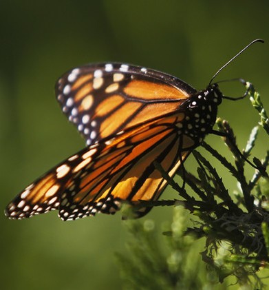 البحيرة الذرية (تشاجان) قرب مدينة سيمي في كازاخستان تتحدى التجارب النووية السوفييتية بـ (فراشة). والطفلة الكازخية (آيزيده) تطيح بعلماء وجنرالات التجارب النووية أرضاً / بقلم: المستشار محمد الملكاوي رئيس التحرير