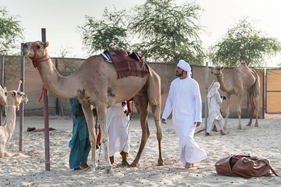 بتنظيم مركز حمدان بن محمد لإحياء التراث    انطلاق تدريبات رحلة الهجن 2021