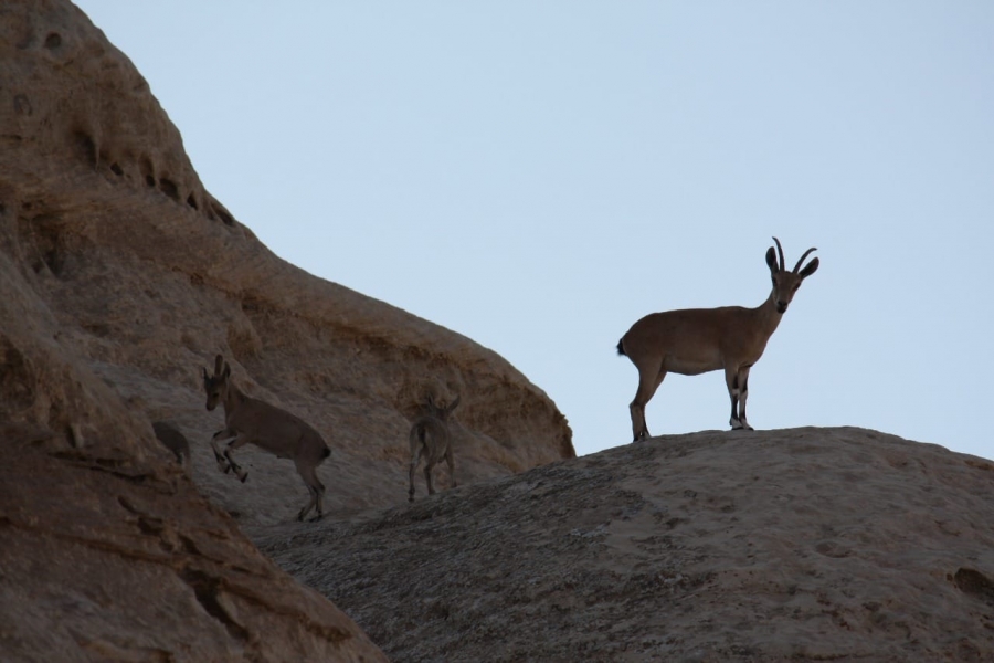 الماعز الجبلي حارس ضانا الأمين والصامد على حواف جبالها   