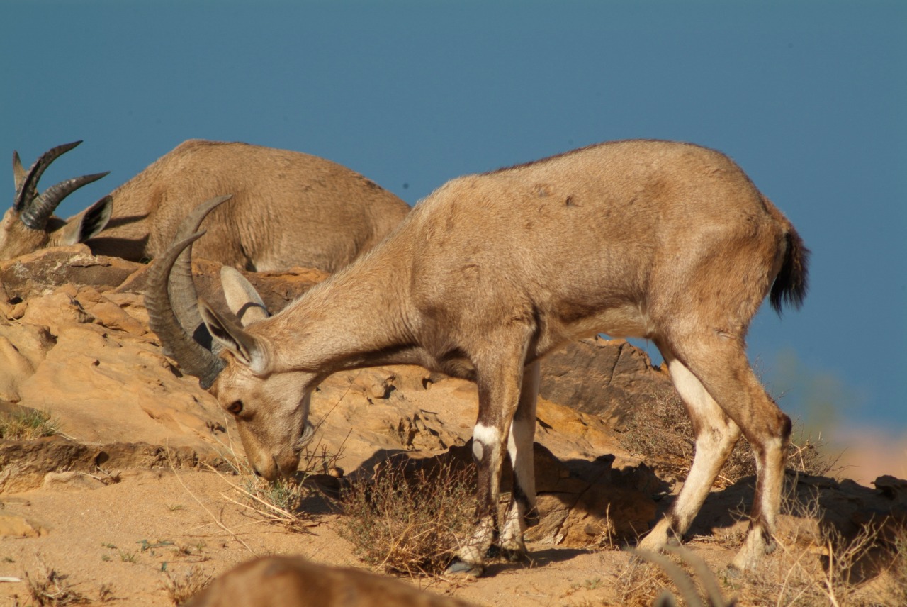 الماعز الجبلي حارس ضانا الأمين والصامد على حواف جبالها   