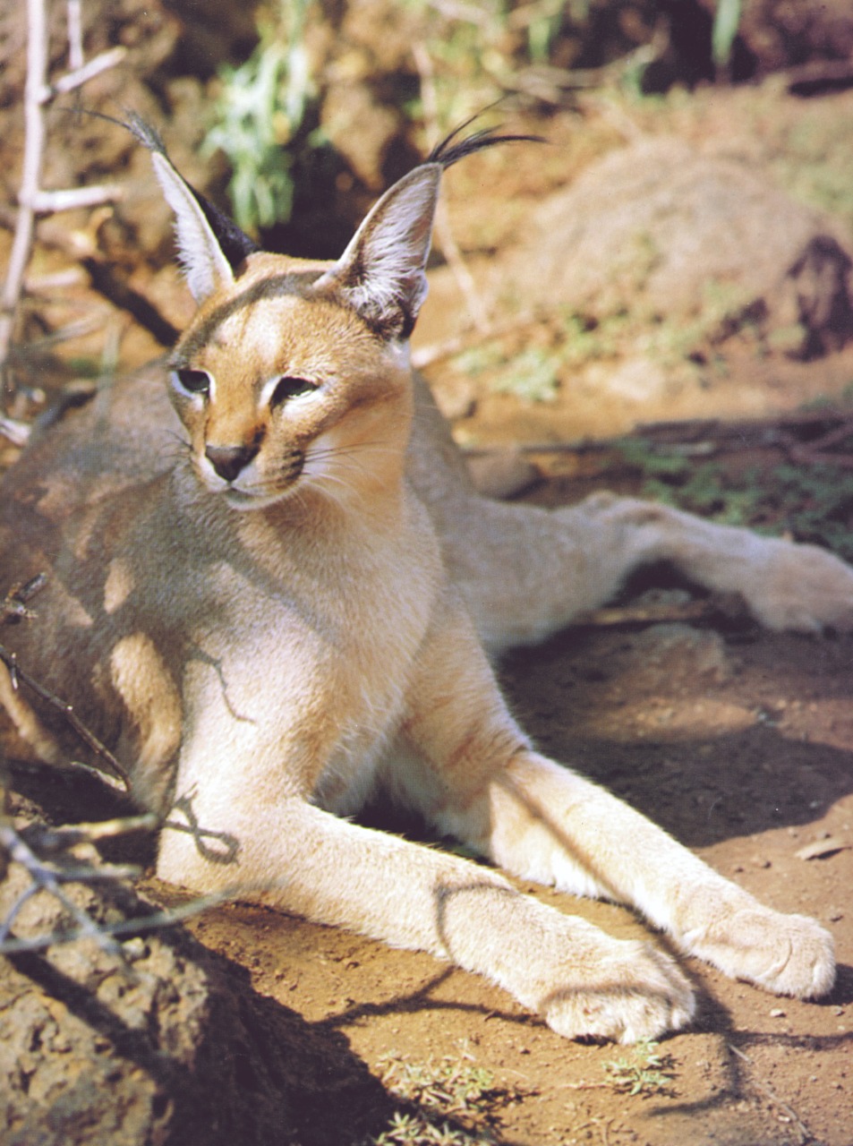 الماعز الجبلي حارس ضانا الأمين والصامد على حواف جبالها   