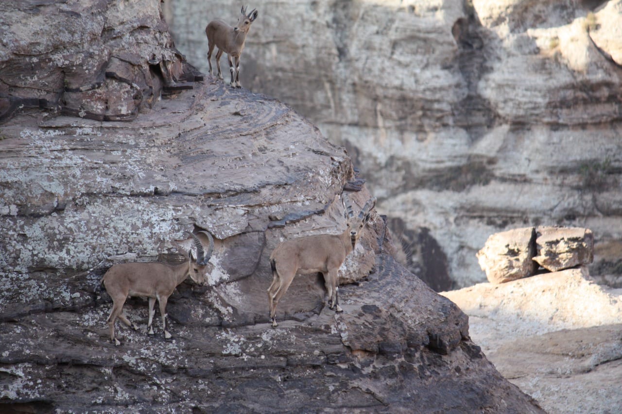 الماعز الجبلي حارس ضانا الأمين والصامد على حواف جبالها   
