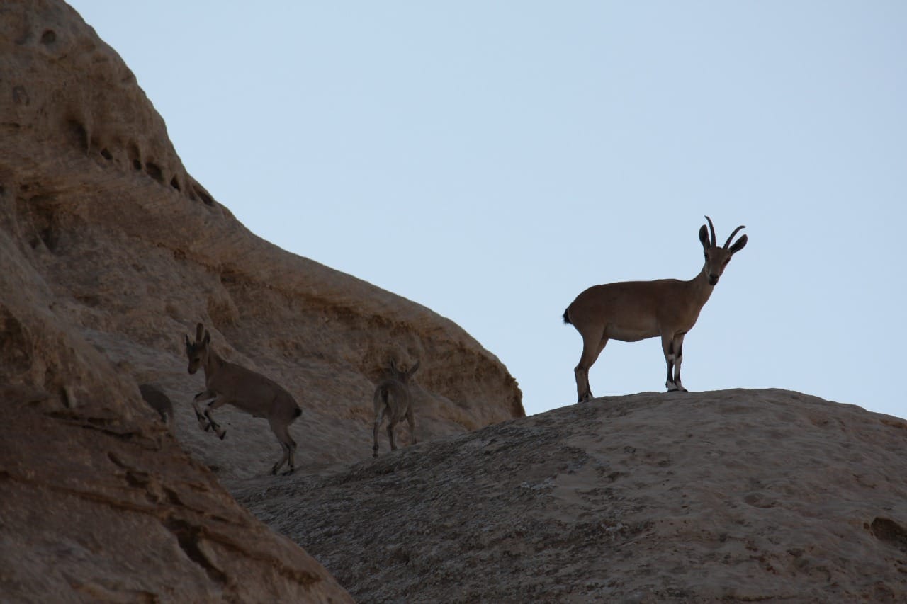 الماعز الجبلي حارس ضانا الأمين والصامد على حواف جبالها   