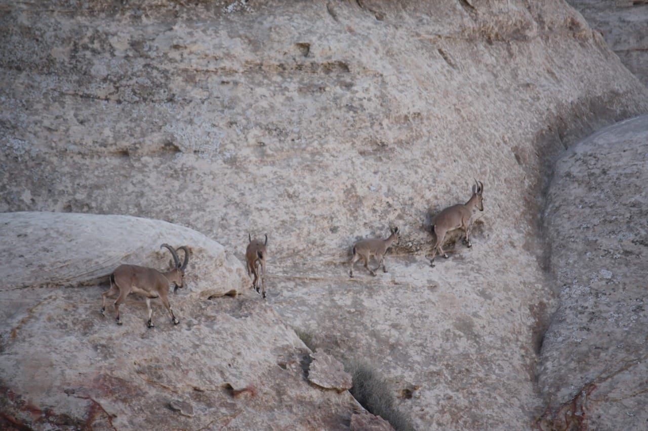 الماعز الجبلي حارس ضانا الأمين والصامد على حواف جبالها   