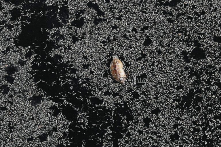 البيئة: أسماك سد الوالة ضمن أخطر 10 أنواع بالعالم