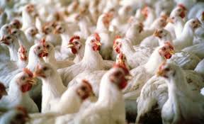 ارتفاع أسعار الدجاج اللاحم في الربع الثاني بنسبة 2ر40 بالمئة