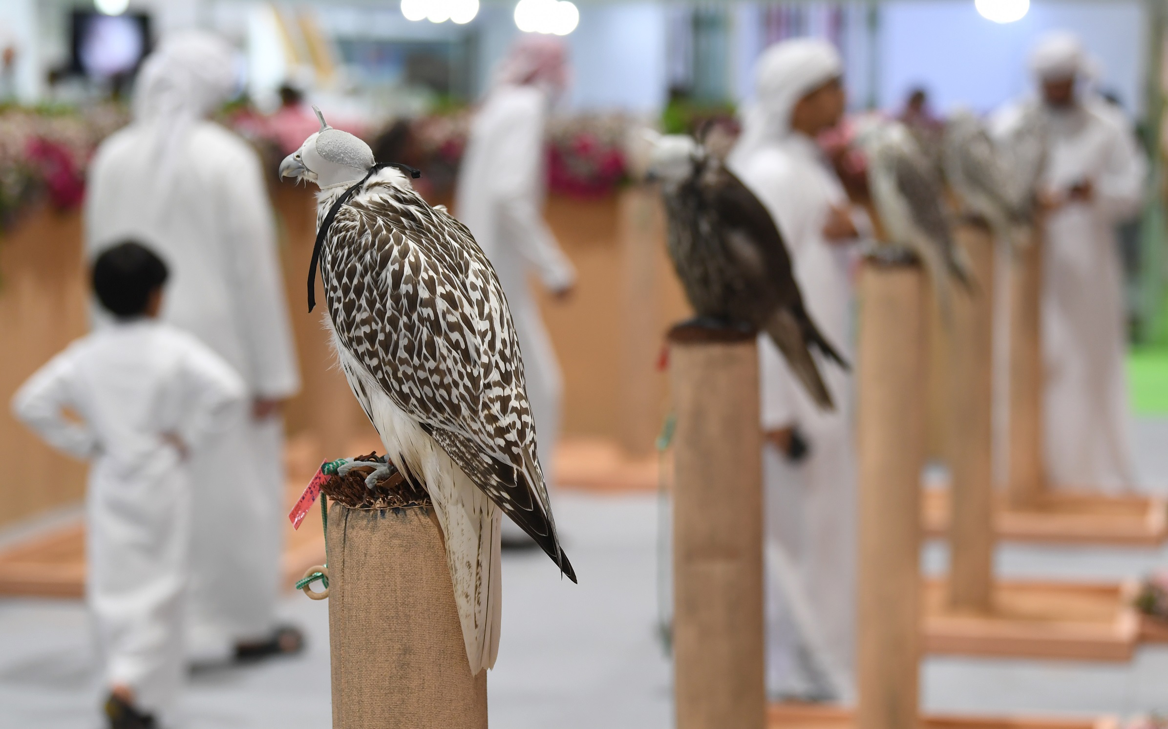  نادي صقاري الإمارات يحتفي بعامه العشرين في معرض أبوظبي الدولي للصيد