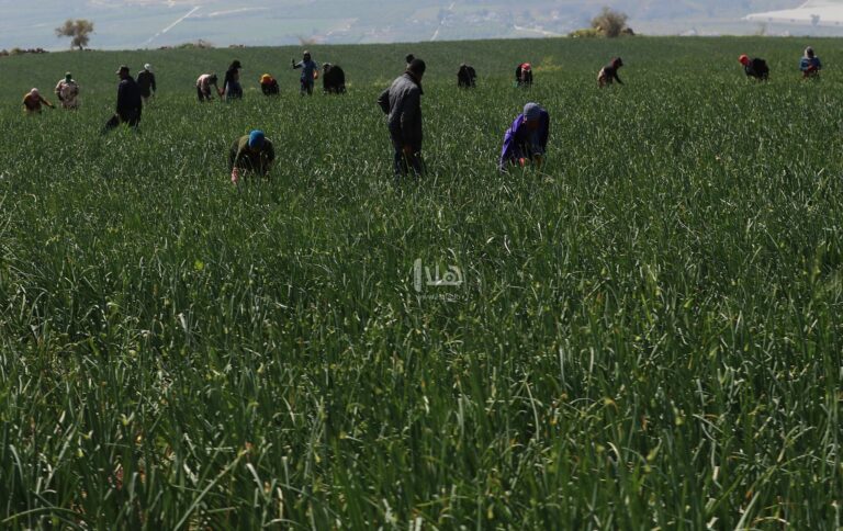 إطلاق 300 منحة للمزارعين توفر 1500 فرصة عمل