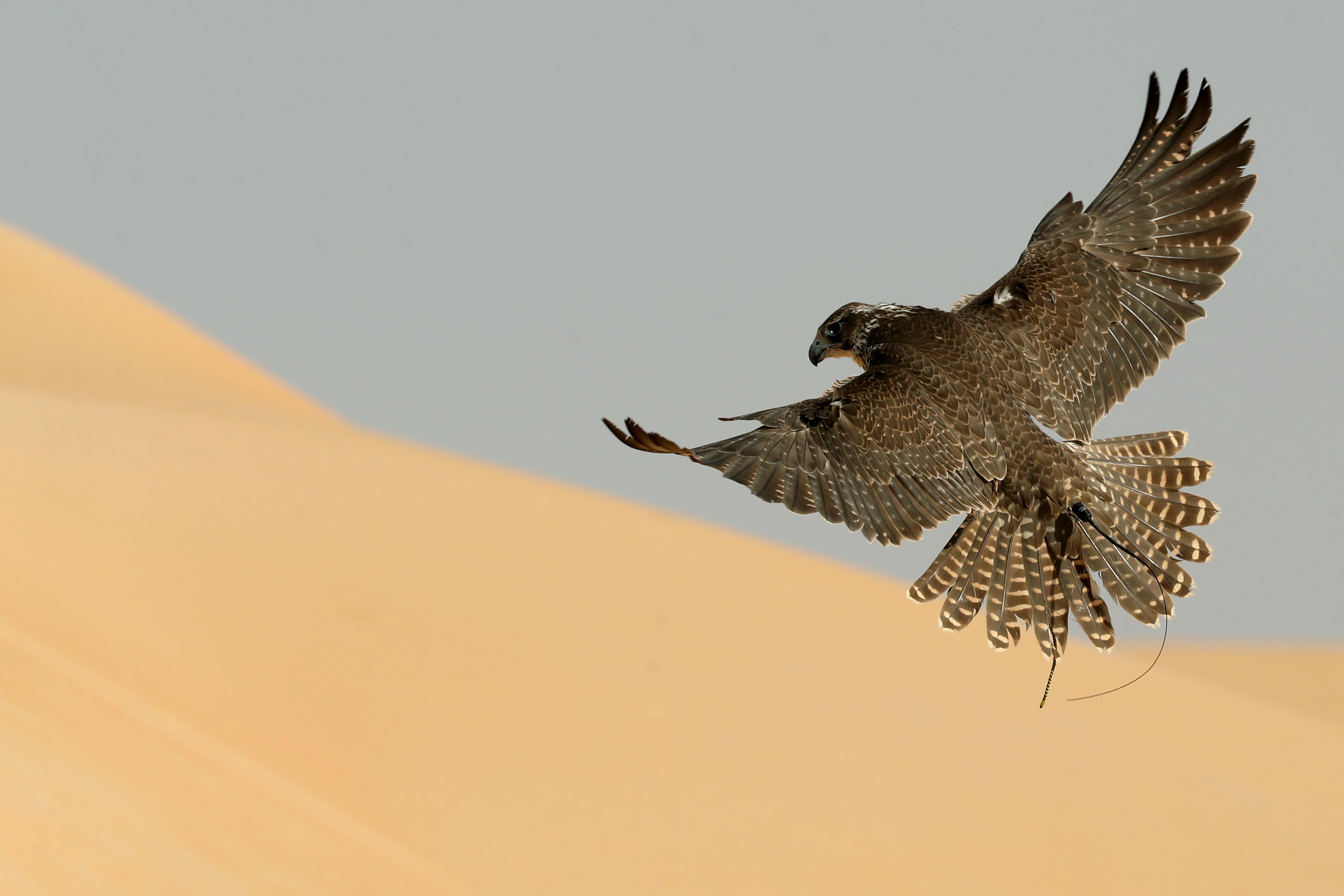 مهرجان الظفرة يستعرض مسابقاته التراثية للدورة 15 