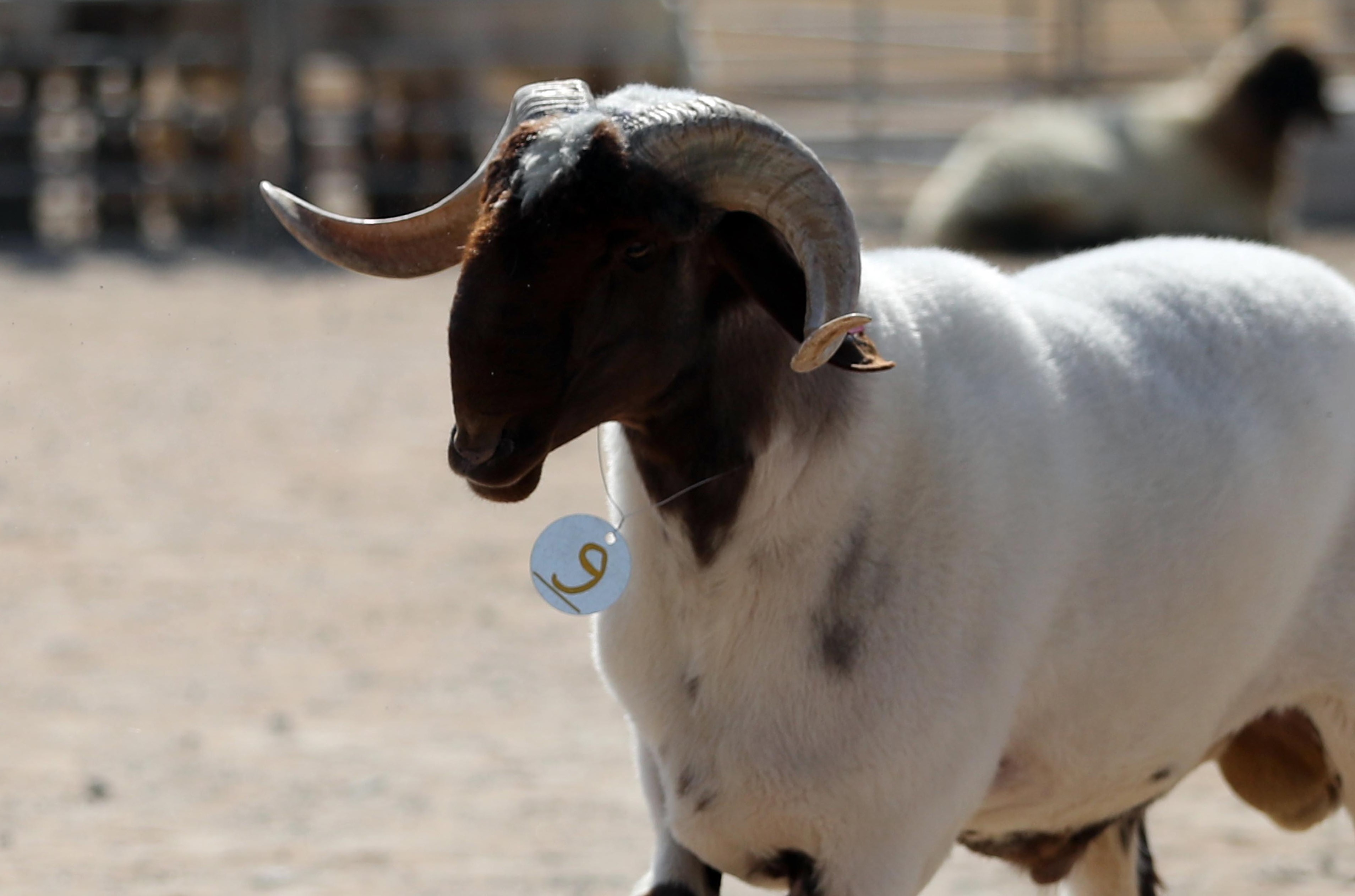مهرجان الظفرة يستعرض مسابقاته التراثية للدورة 15 