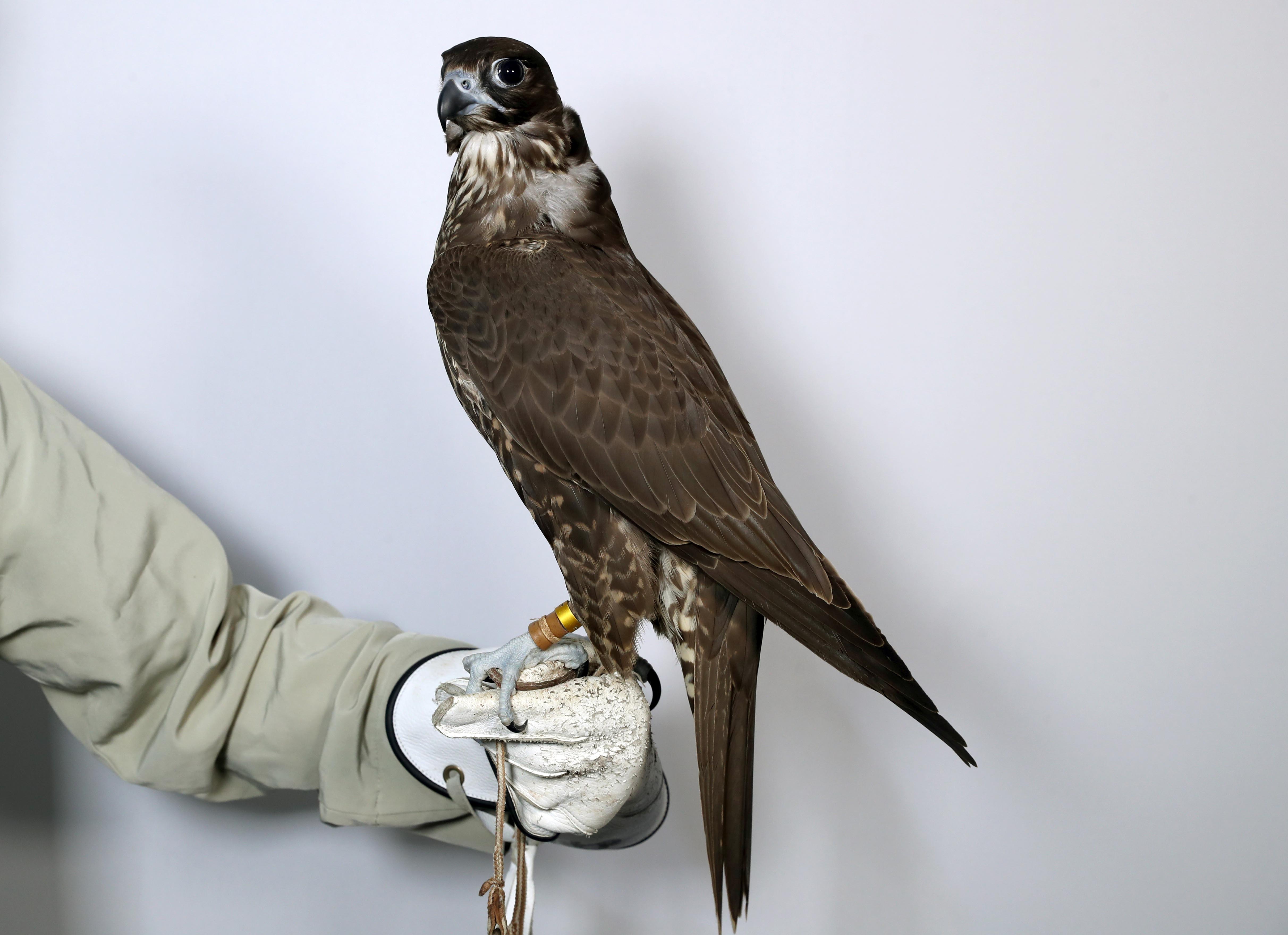 مهرجان الظفرة يستعرض مسابقاته التراثية للدورة 15 