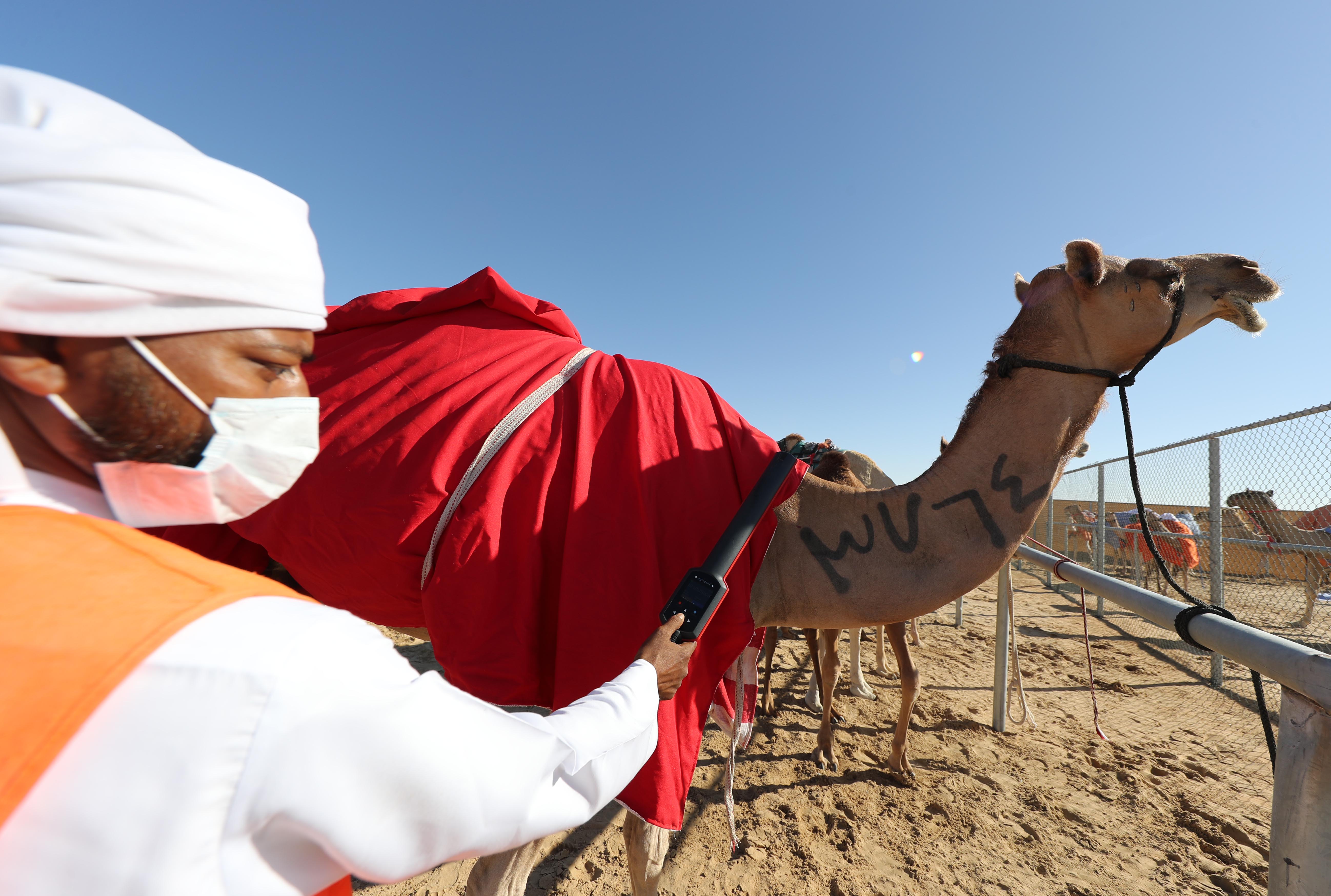 مهرجان الظفرة يعلن مواعيد وأماكن ترصيص الإبل المشاركة في دورته الخامسة عشرة