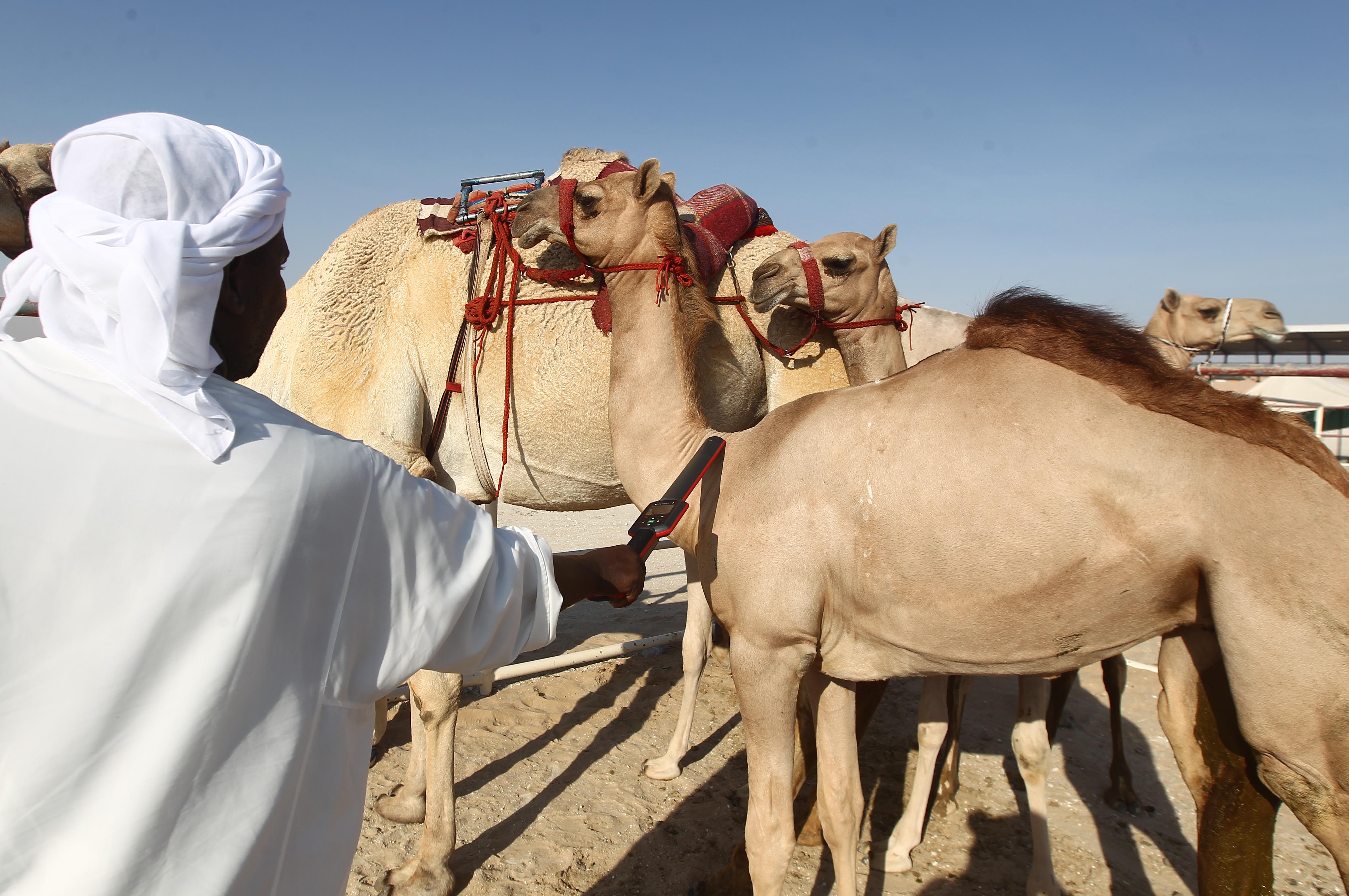 مهرجان الظفرة يعلن مواعيد وأماكن ترصيص الإبل المشاركة في دورته الخامسة عشرة