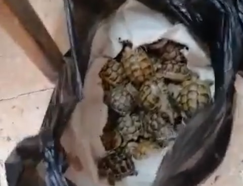 الجمارك تحبط محاولة تهريب سلاحف في “جمرك جابر”