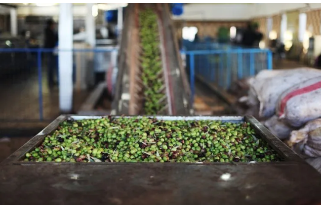 معاصر الزيتون تبدأ موسم استقبال الثمار وعصرها