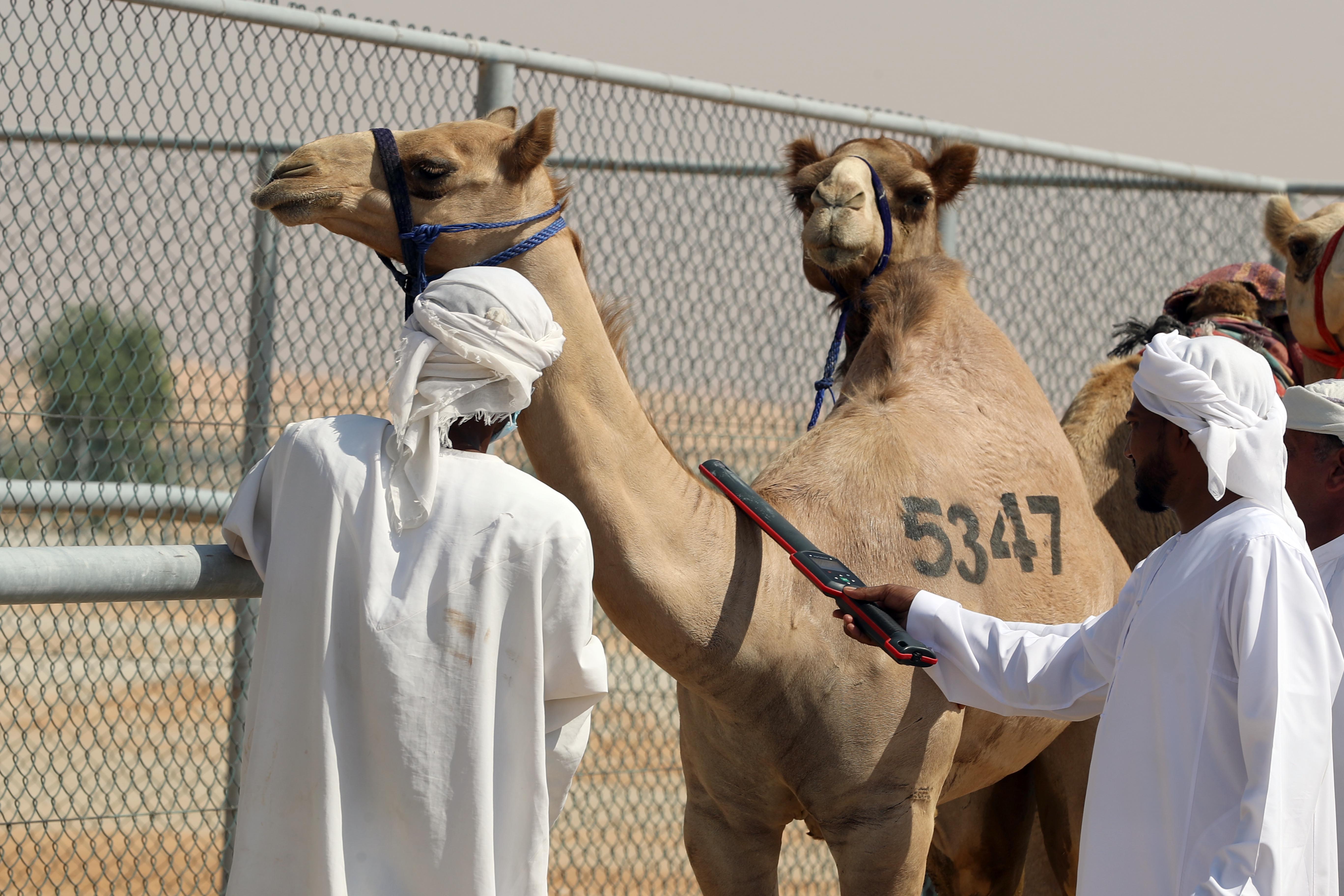 مهرجان الظفرة يبدأ ترصيص الإبل في مدينة سويحان 21 أكتوبر الجاري