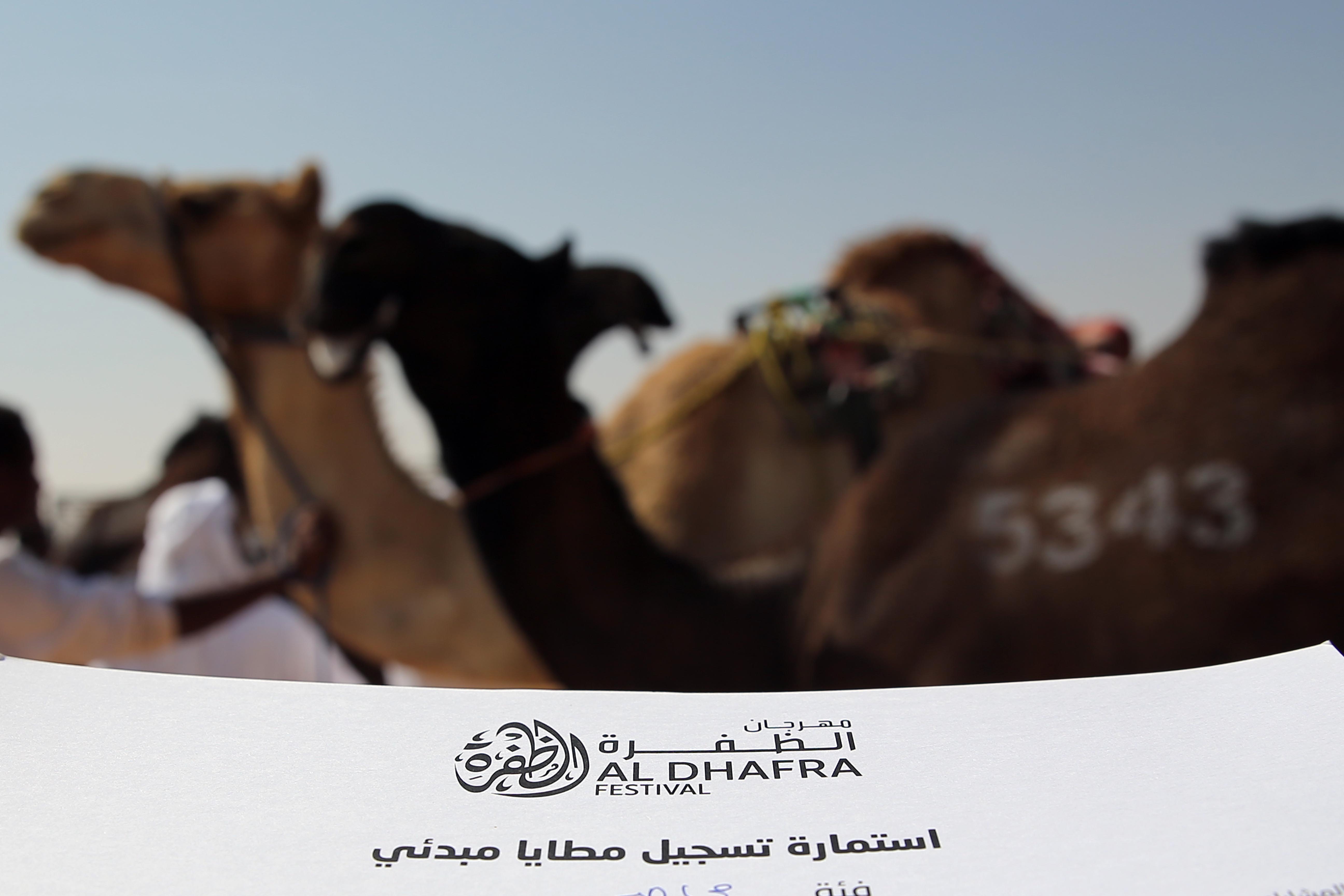 مهرجان الظفرة يبدأ ترصيص الإبل في مدينة سويحان 21 أكتوبر الجاري