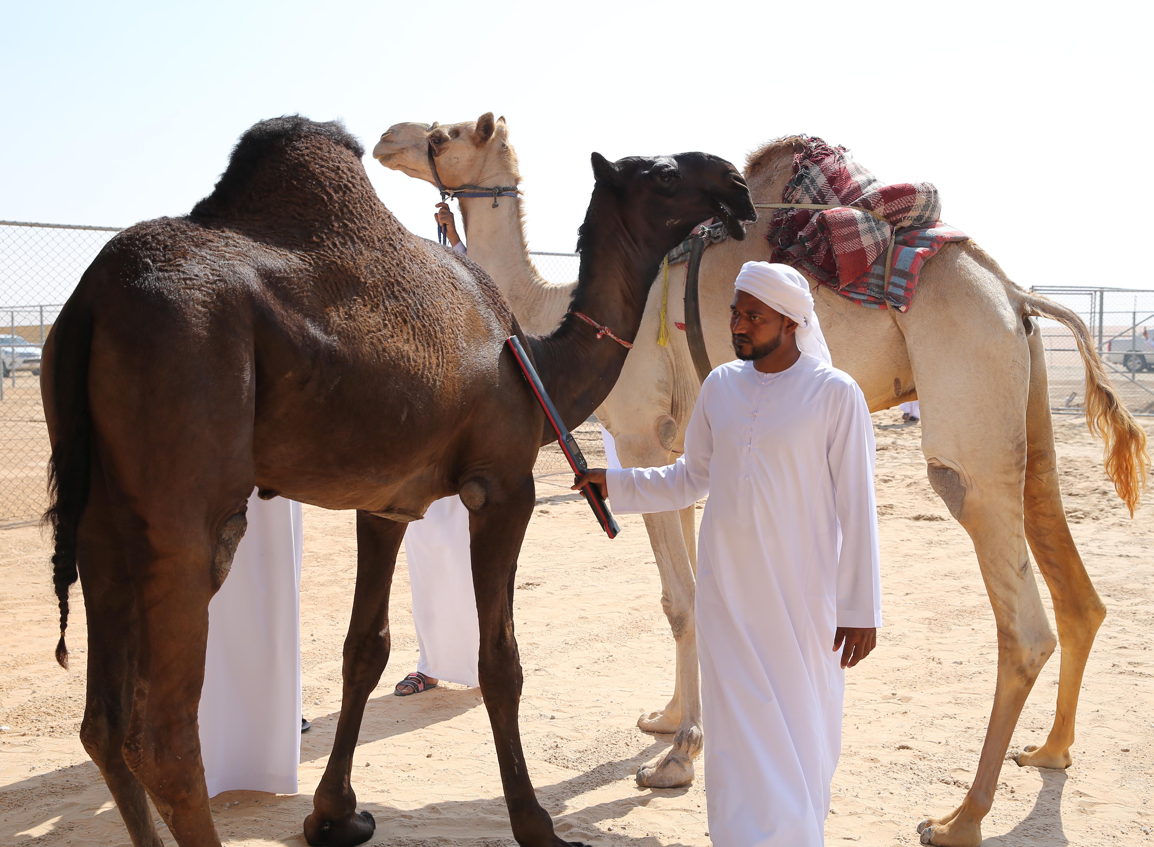 مهرجان الظفرة يبدأ ترصيص الإبل في مدينة سويحان 21 أكتوبر الجاري