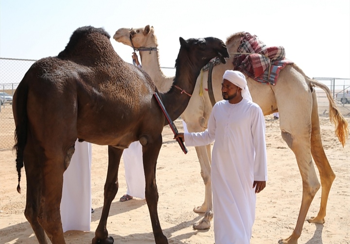 ملاك إبل عُمانيين.. مهرجان الظفرة ملتقى تراثي يجمع ملاك إبل الخليج العربي