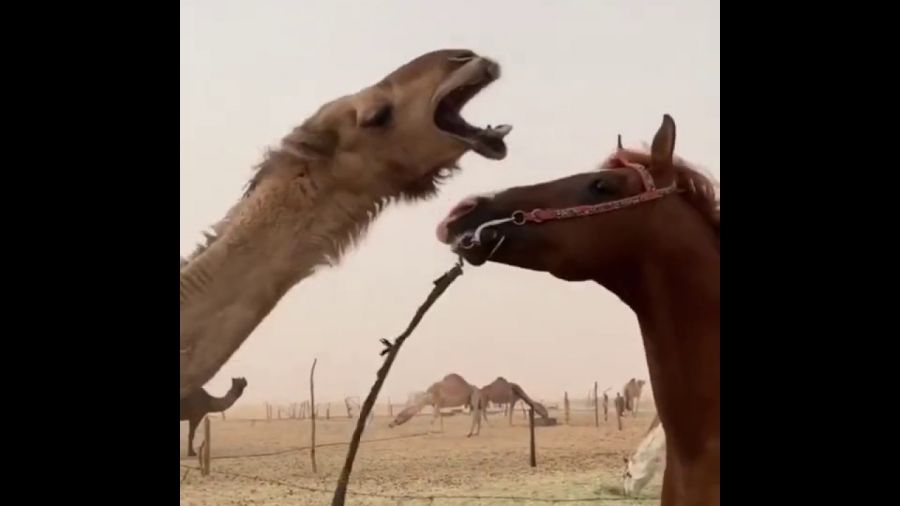 “الزراعة” تدعو مربي الإبل والخيل لتسجيل بيانات حيازاتهم