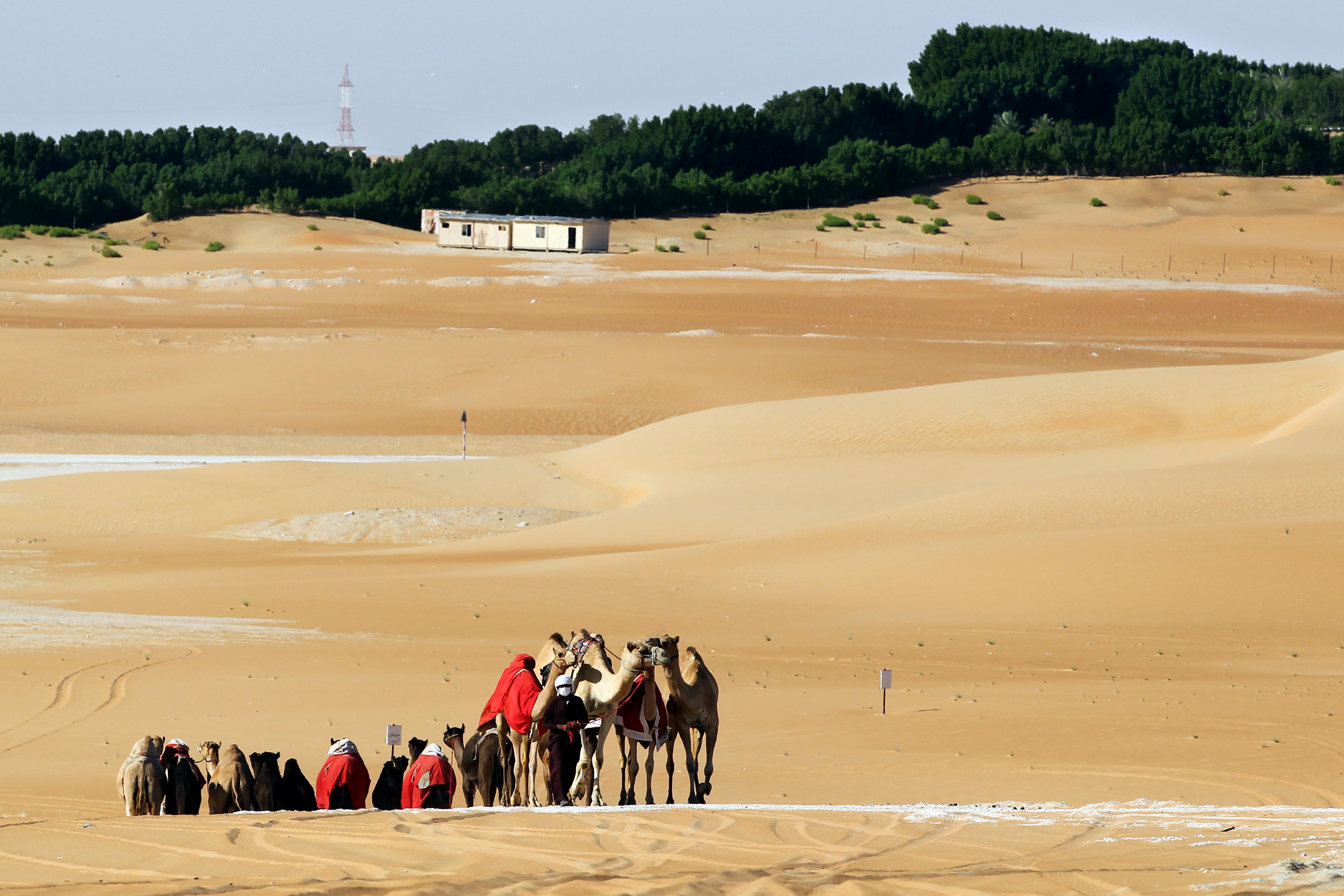 ملاك إبل عُمانيين.. مهرجان الظفرة ملتقى تراثي يجمع ملاك إبل الخليج العربي