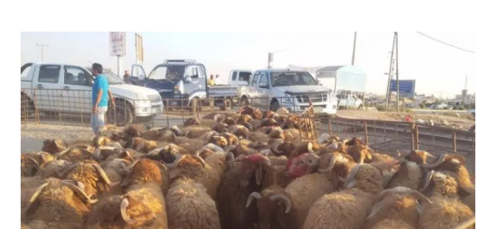 نفوق 110 رؤوس من الأغنام بحادث تدهور ناقلة