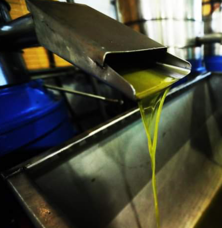 افتتاح موسم عصر الزيتون في الشمال