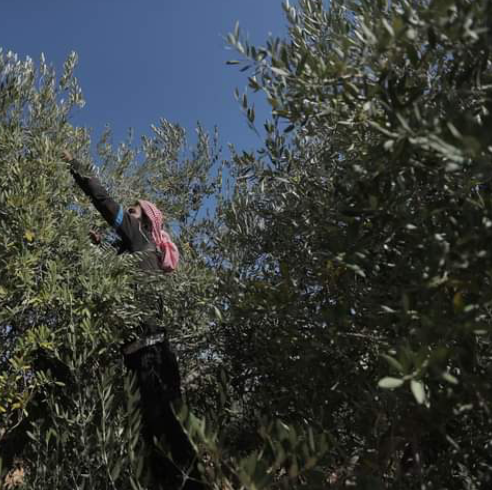 افتتاح موسم عصر الزيتون في الشمال