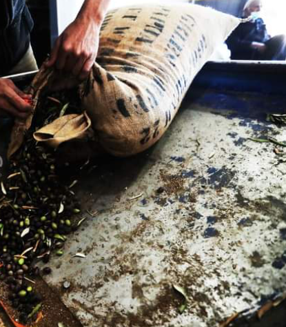 افتتاح موسم عصر الزيتون في الشمال