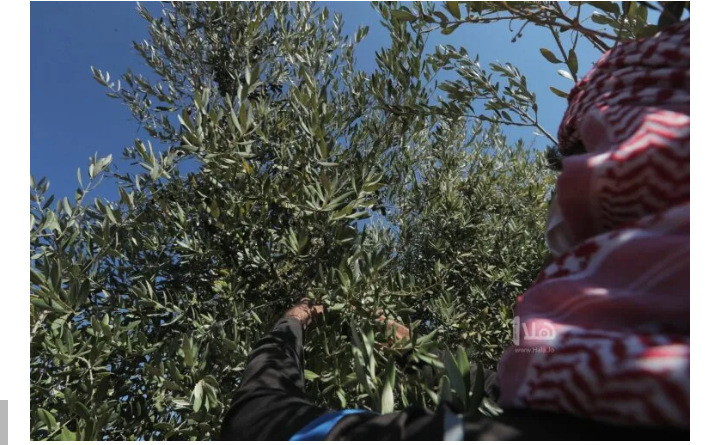 افتتاح موسم عصر الزيتون في الشمال