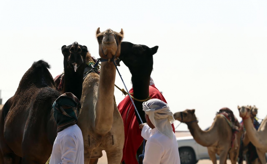 مهرجان الظفرة 15 يحدد شروط ومعايير المشاركة في مزاينة الإبل في سويحان ورزين ومدينة زايد