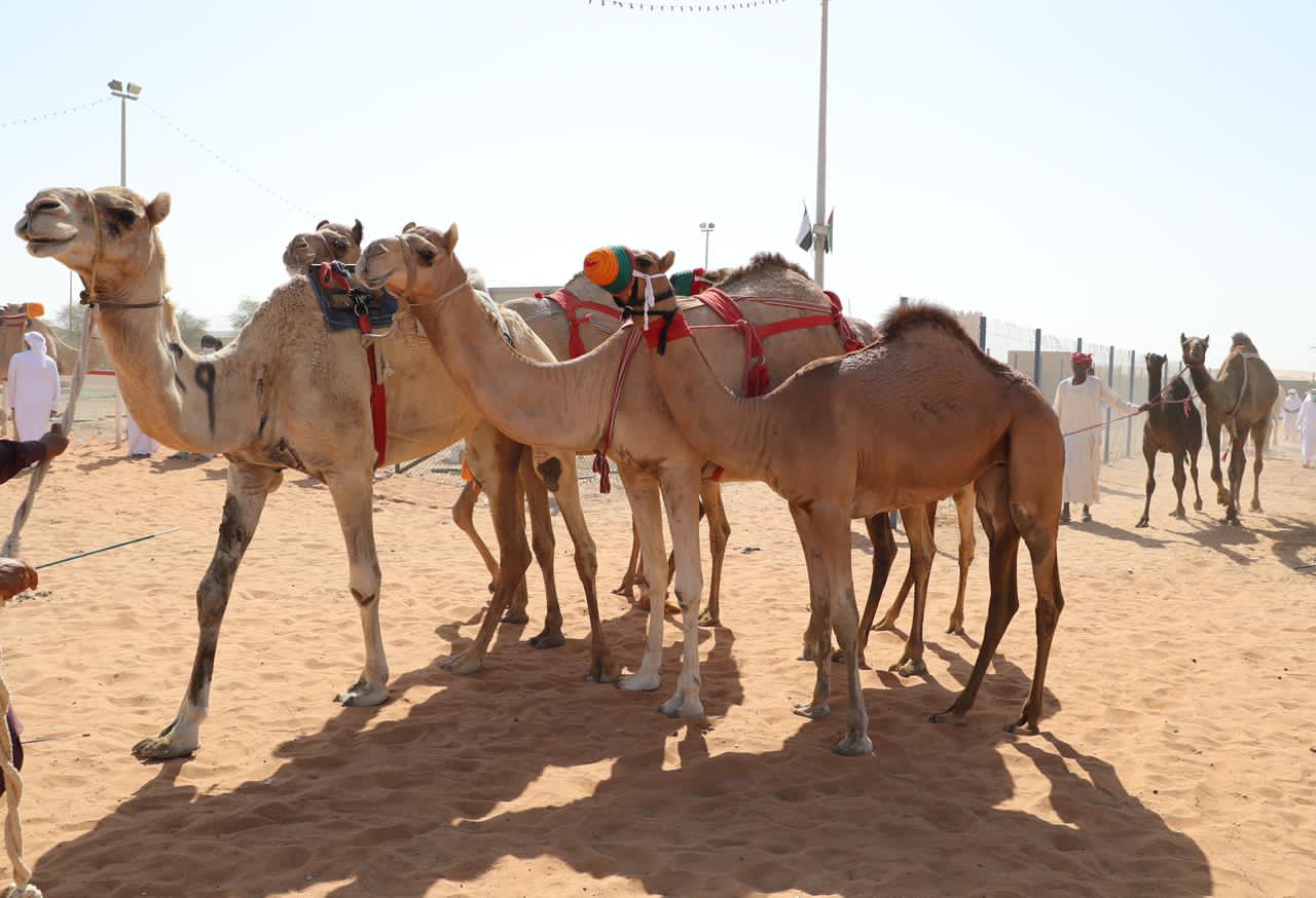 مهرجان الظفرة 15 يحدد شروط ومعايير المشاركة في مزاينة الإبل في سويحان ورزين ومدينة زايد