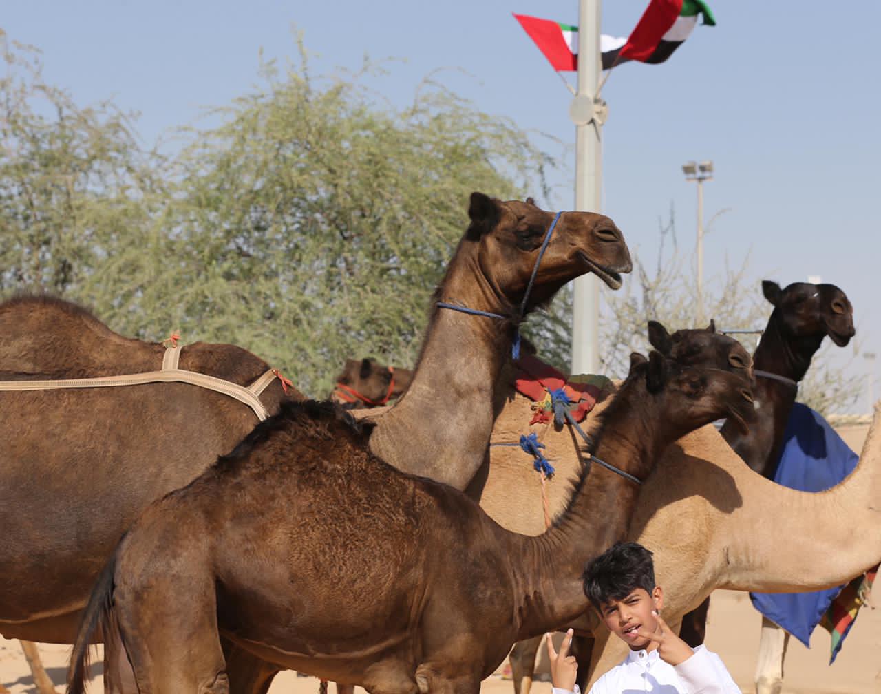 مهرجان الظفرة 15 يحدد شروط ومعايير المشاركة في مزاينة الإبل في سويحان ورزين ومدينة زايد