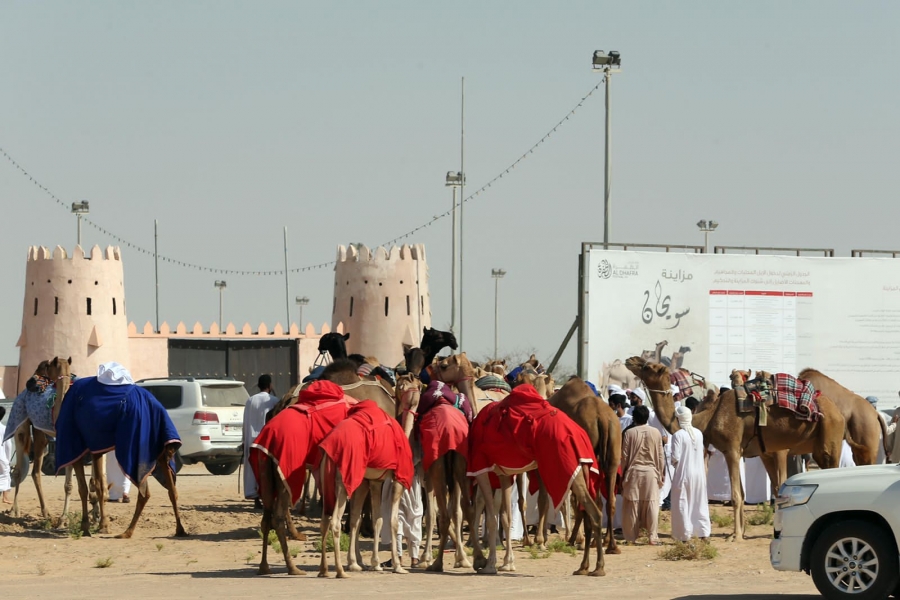 برعاية محمد بن زايد .. مهرجان الظفرة ينطلق بمدينة سويحان غداً