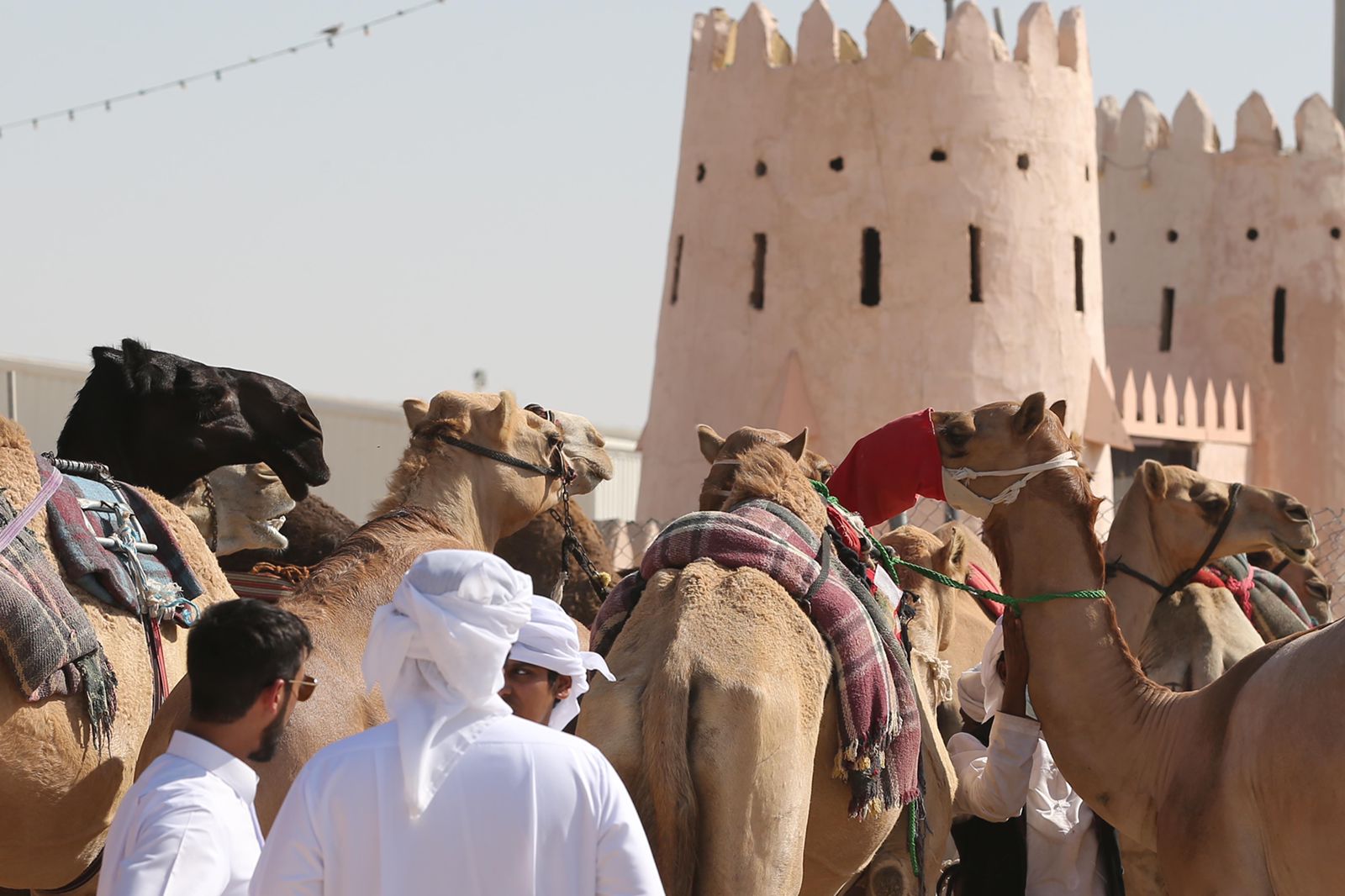  برعاية محمد بن زايد .. مهرجان الظفرة ينطلق بمدينة سويحان غداً