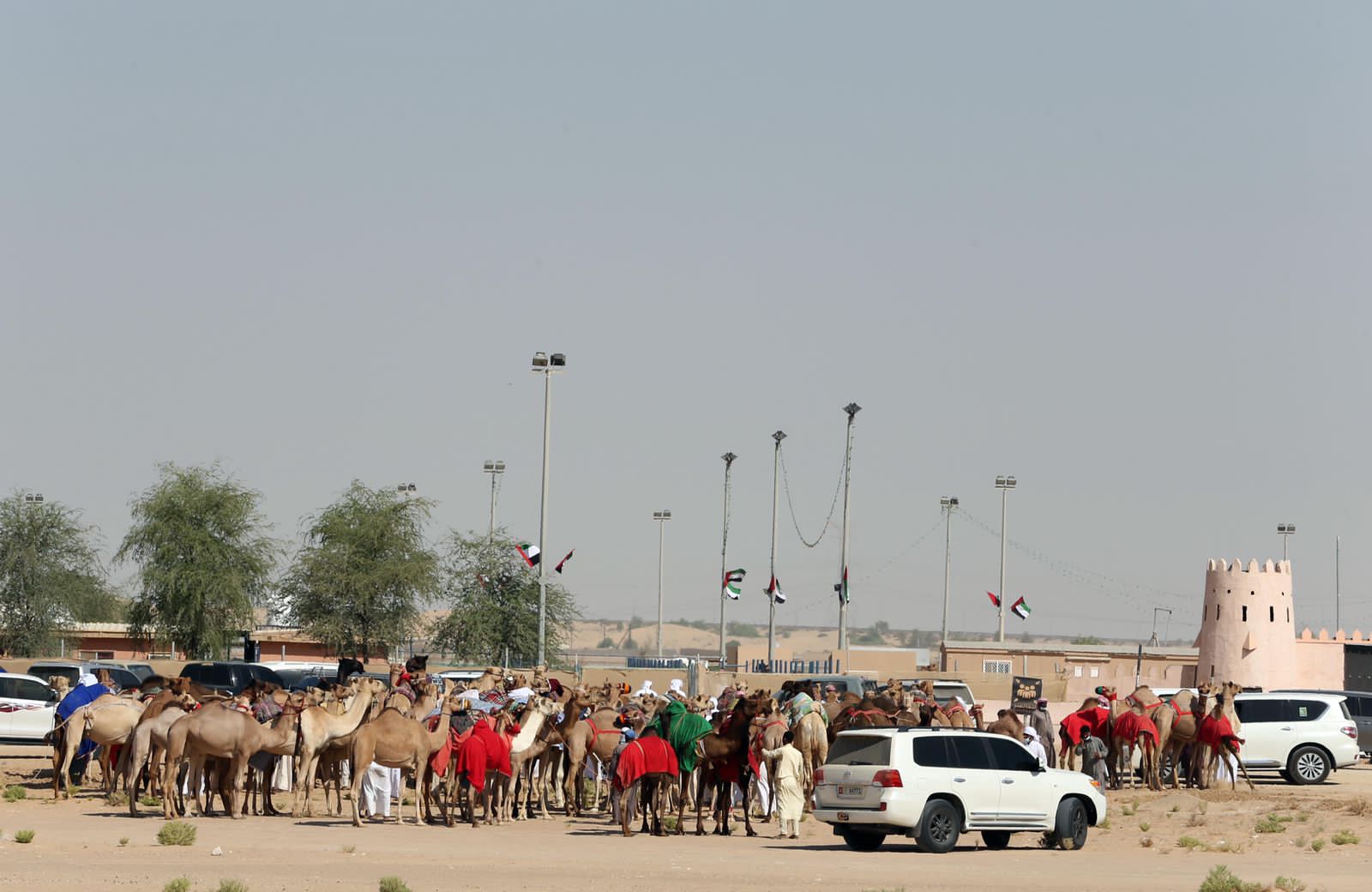  برعاية محمد بن زايد .. مهرجان الظفرة ينطلق بمدينة سويحان غداً