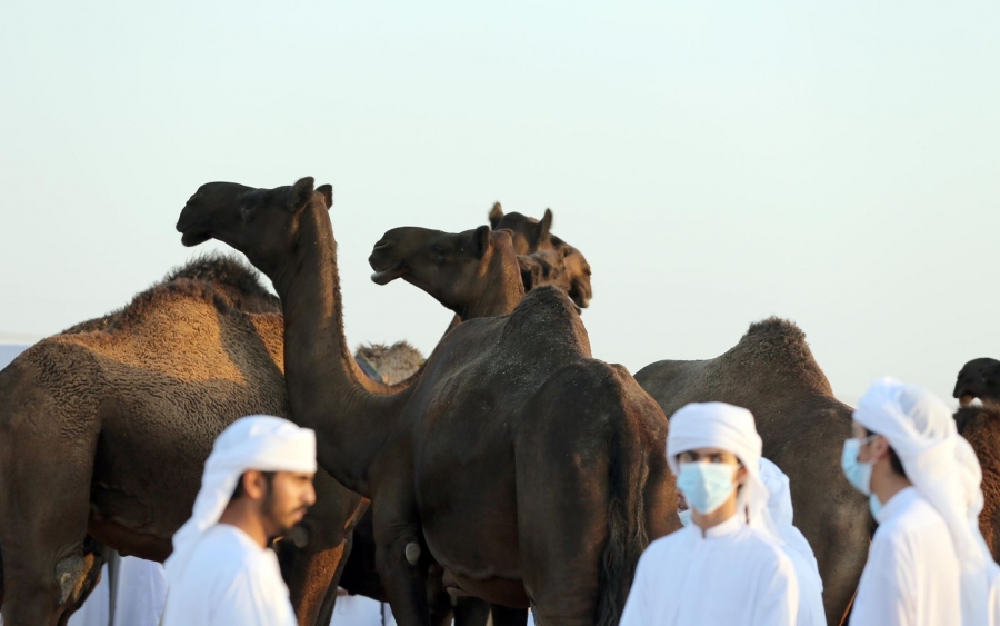 إقبال مميز للمشاركة بمزاينة سويحان في مهرجان الظفرة 15