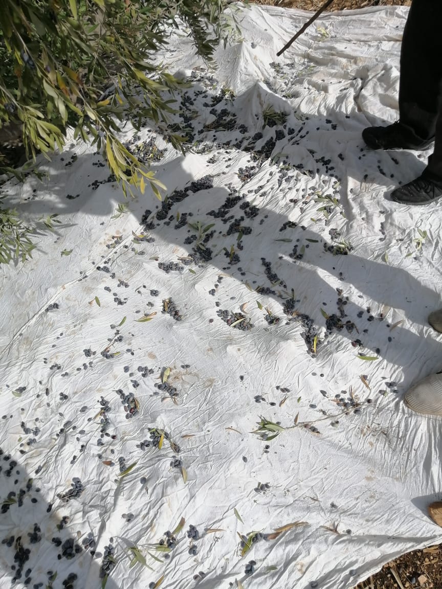 يسرى أبو عنيز تكتب : موسم قطف الزيتون...يقوي ويوثق العلاقات بين الاردنيين