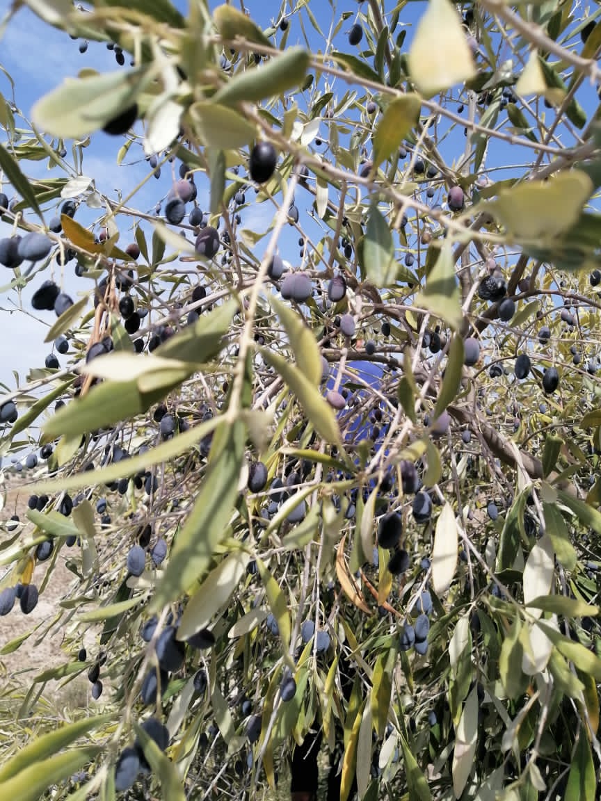 يسرى أبو عنيز تكتب : موسم قطف الزيتون...يقوي ويوثق العلاقات بين الاردنيين