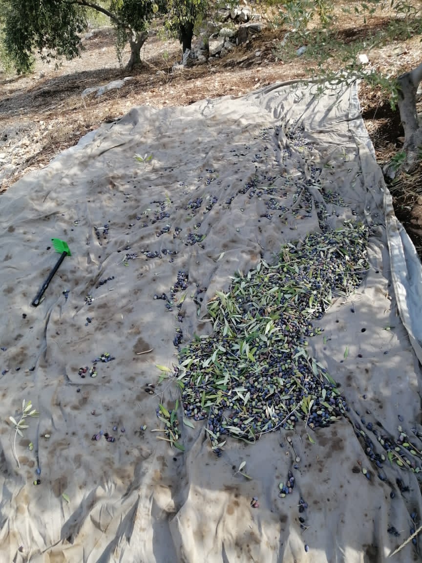 يسرى أبو عنيز تكتب : موسم قطف الزيتون...يقوي ويوثق العلاقات بين الاردنيين