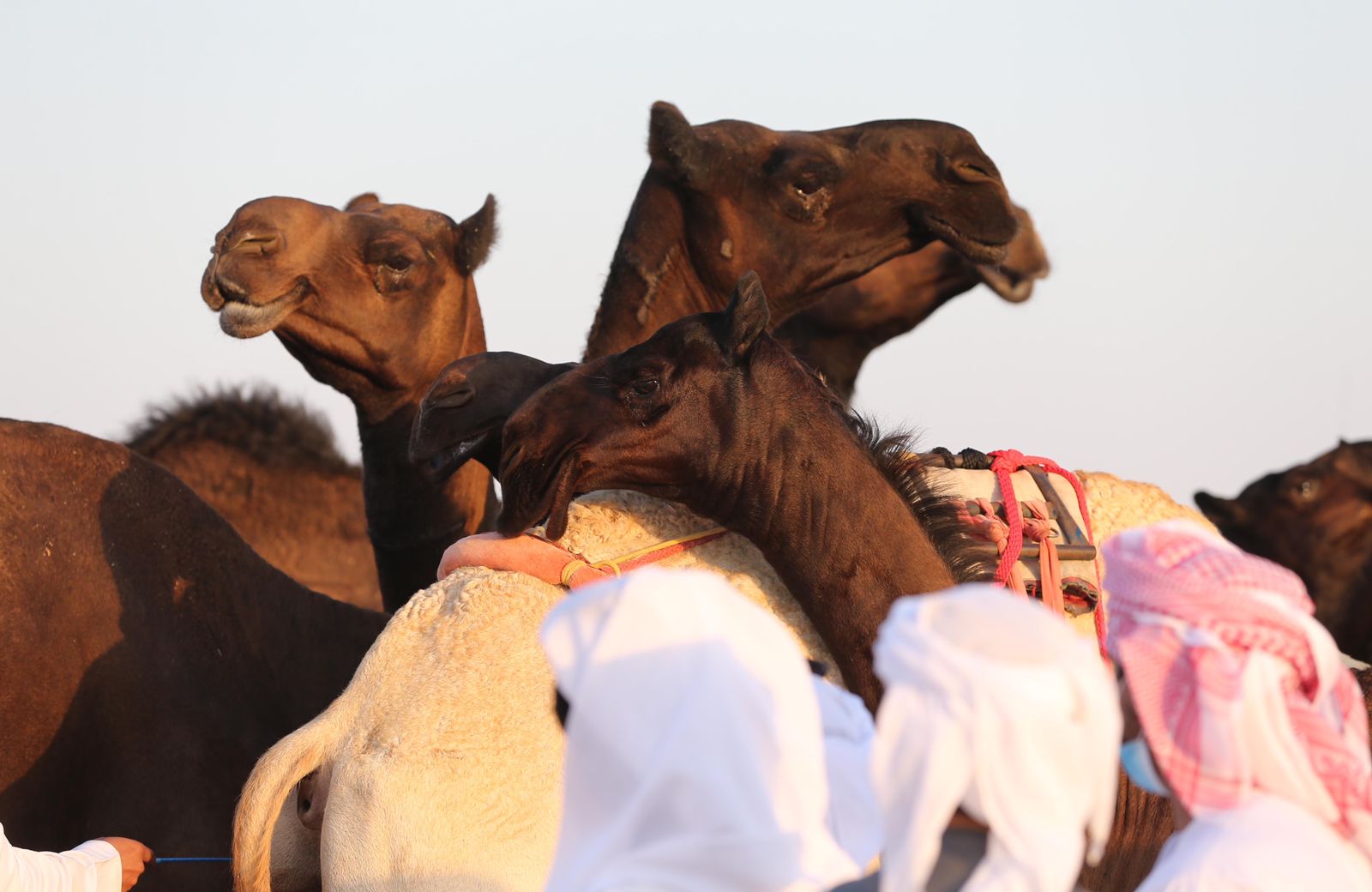 إقبال مميز للمشاركة بمزاينة سويحان في مهرجان الظفرة 15