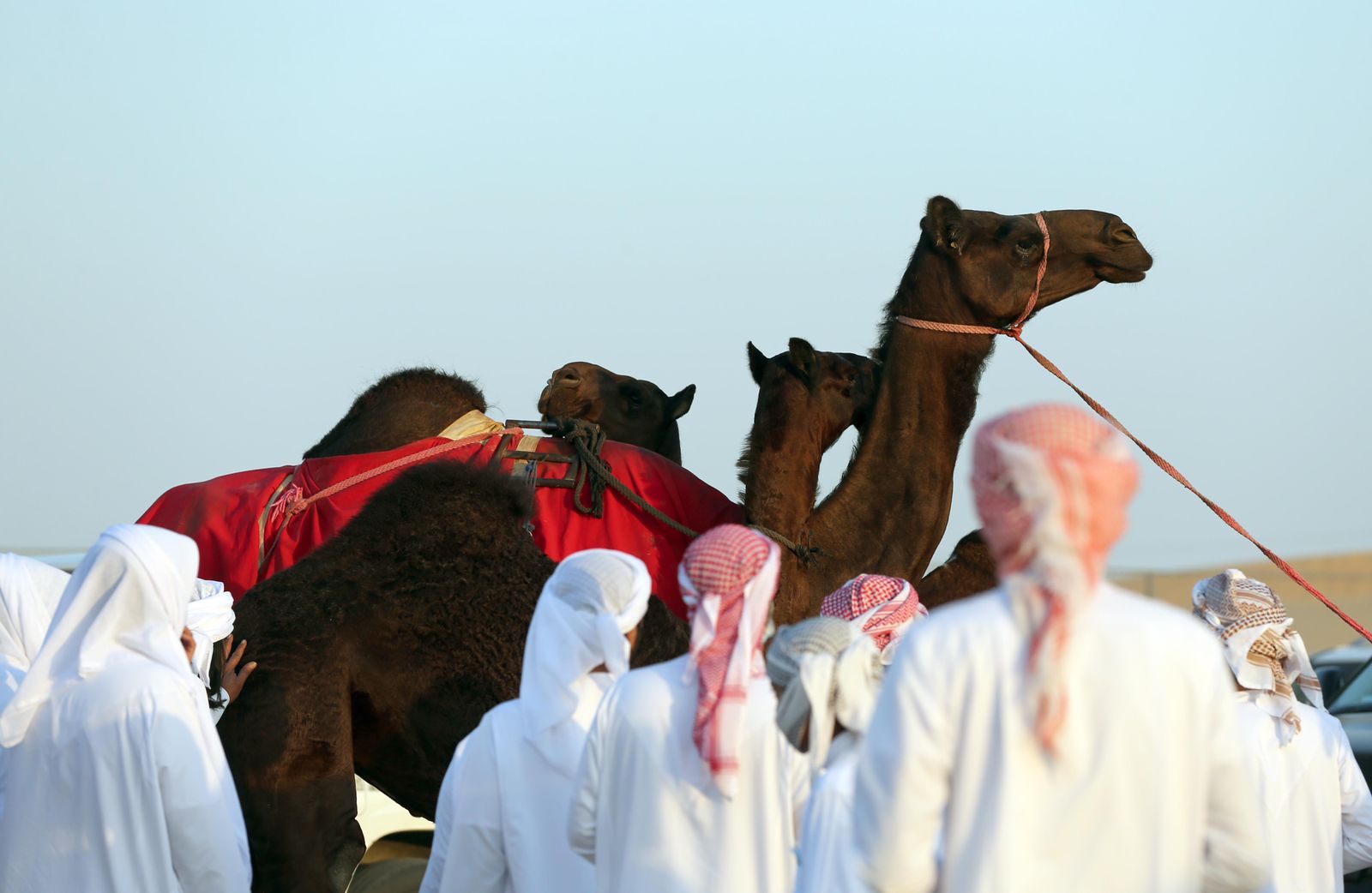 إقبال مميز للمشاركة بمزاينة سويحان في مهرجان الظفرة 15
