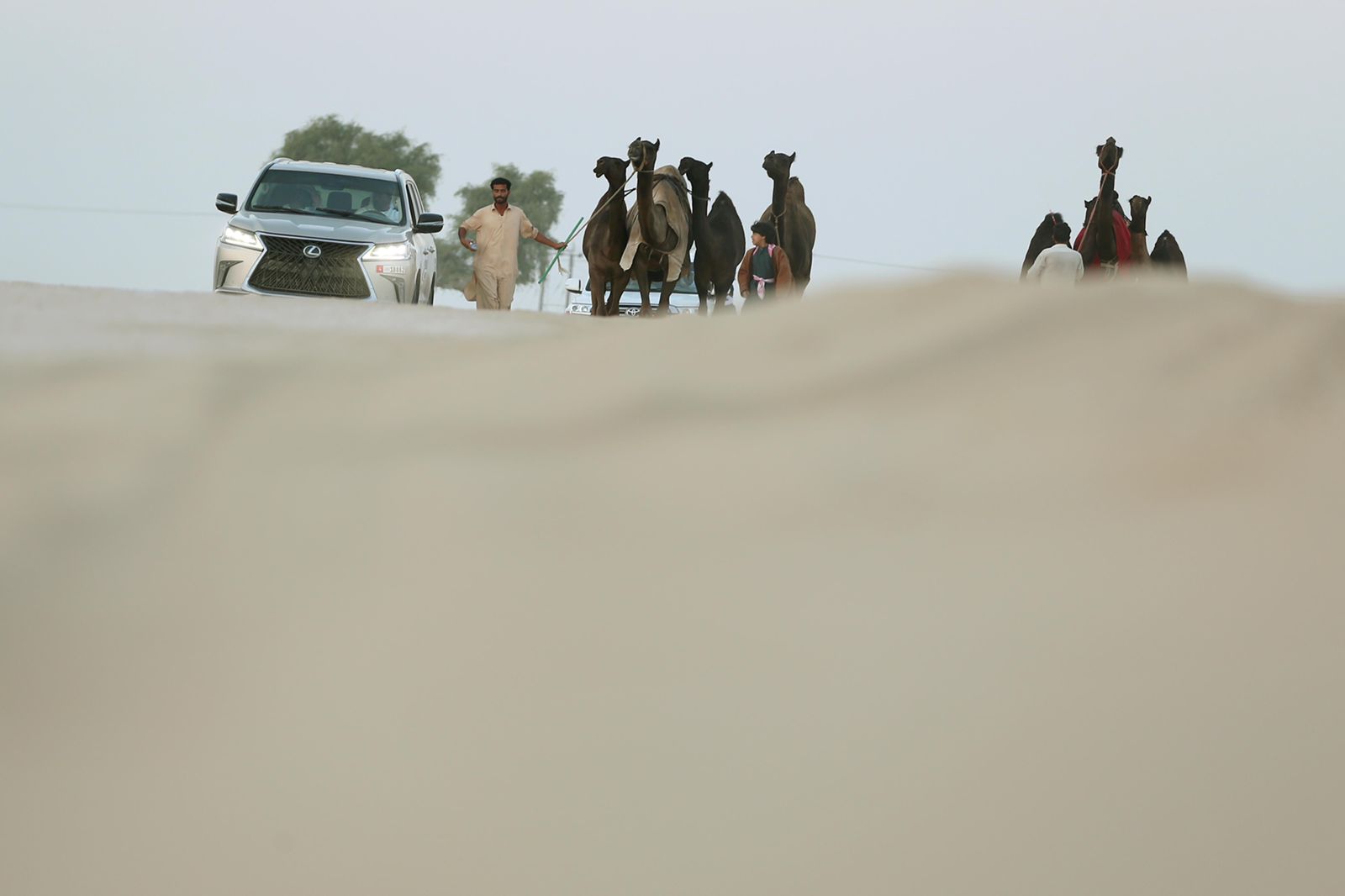 إقبال مميز للمشاركة بمزاينة سويحان في مهرجان الظفرة 15