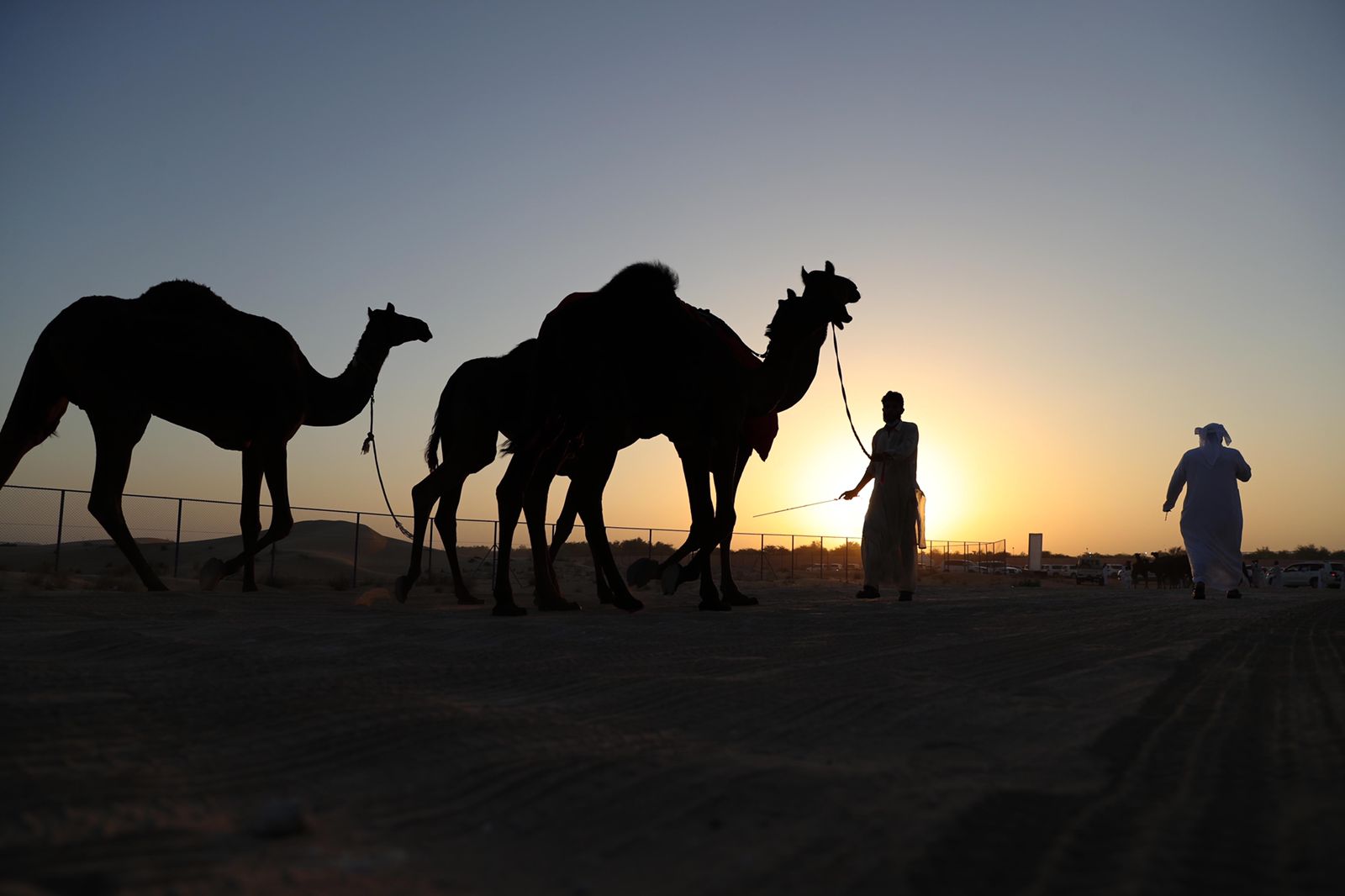 إقبال مميز للمشاركة بمزاينة سويحان في مهرجان الظفرة 15