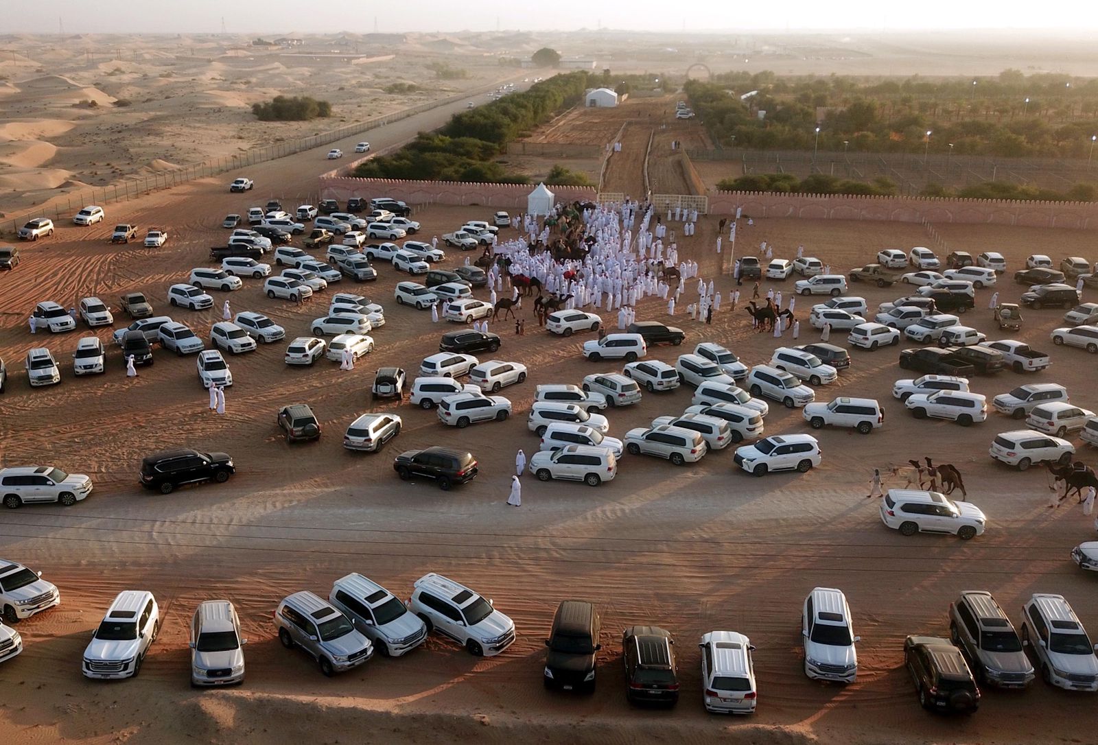 إقبال مميز للمشاركة بمزاينة سويحان في مهرجان الظفرة 15